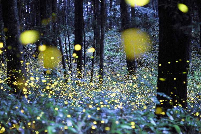 From Ubud: Evening Firefly Tour in Taro Village