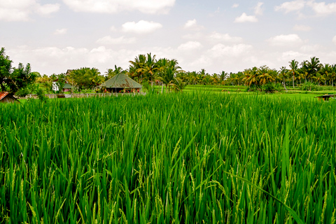 Da Ubud: Tour serale delle lucciole nel villaggio di TaroTaro: tour serale di avvistamento lucciole da Ubud