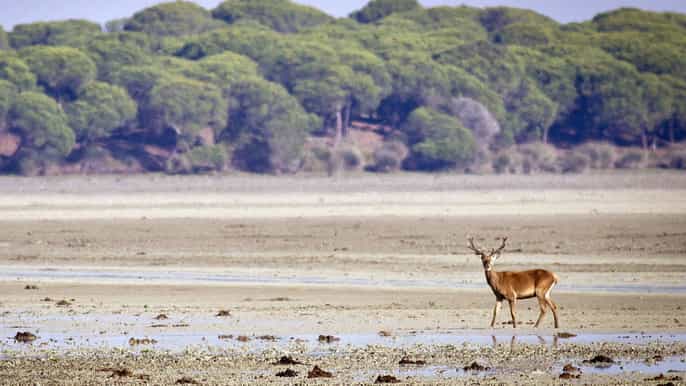 from seville private doñana national park and sanlucar tour