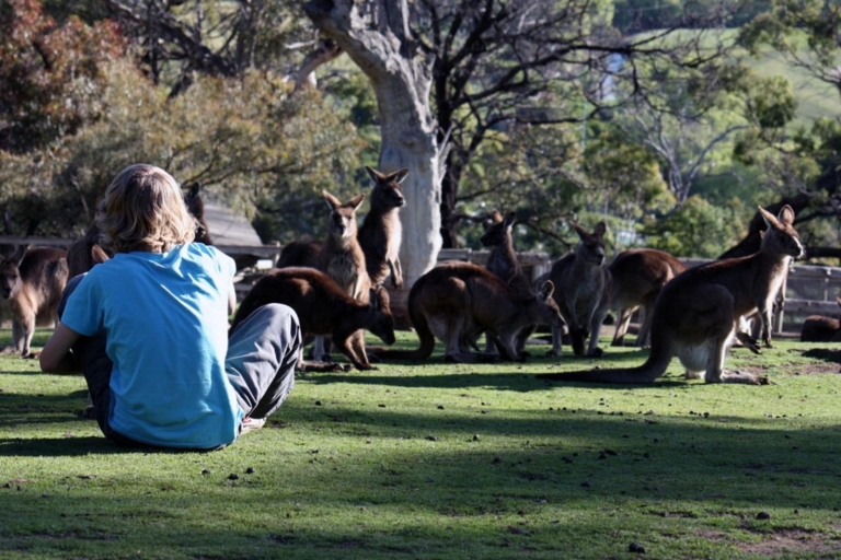 Hobart: Ganztägige Bonorong Wildlife Sanctuary & Richmond Tour