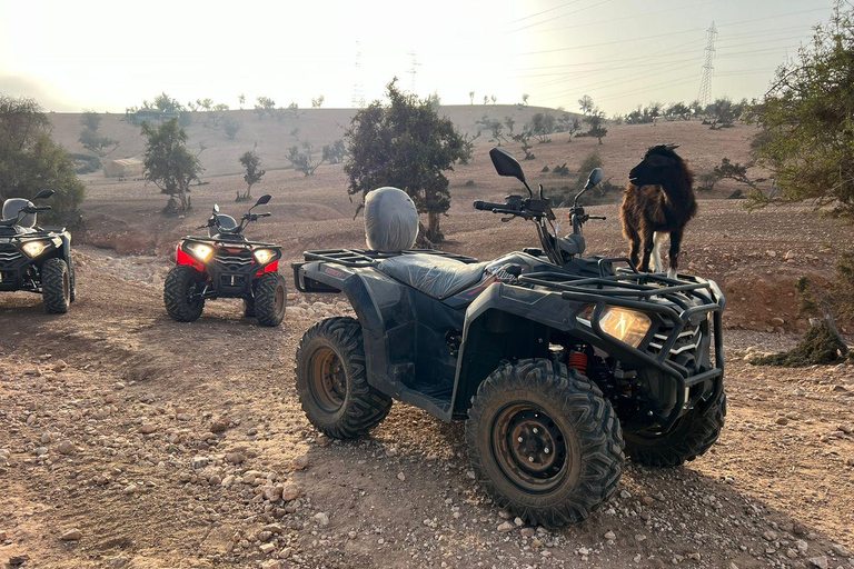 Quad et chèvres sur l&#039;arganier et thé avec Nomade