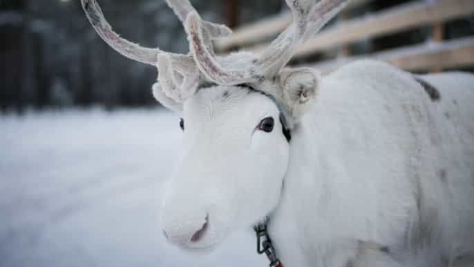 rovaniemi snowmobile safari to reindeer farm