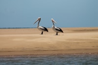 Town 1770, Tour am Nachmittagsküste - Housity