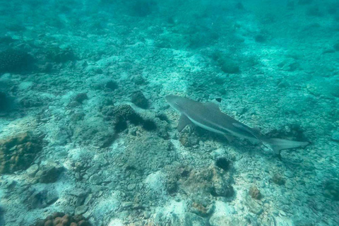 Från Phi Phi: Se solnedgången vid Maya Bay, Planktron och snorklingPhi Phi :Se solnedgången vid Maya Bay, Planktron och snorkla