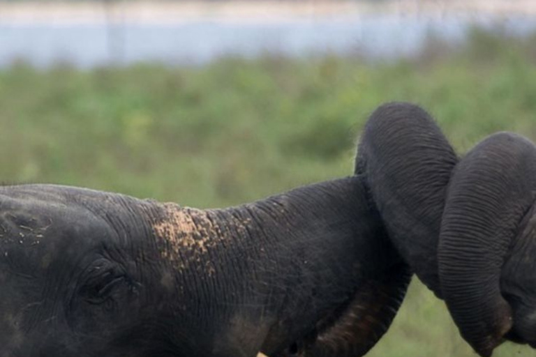 From Bentota: All Inclusive Yala National Park Jeep Safari Mirissa/Weligama/Matara/Tangalle: Yala Leopard Safari