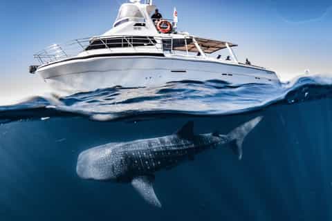 from exmouth whale shark swim fullday tour