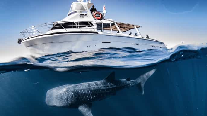 from exmouth whale shark swim fullday tour