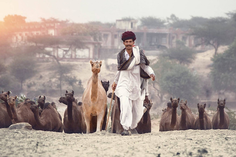 Excursión privada de un día a Pushkar desde JaipurExcursión Privada de un Día a Pushkar desde Jaipur