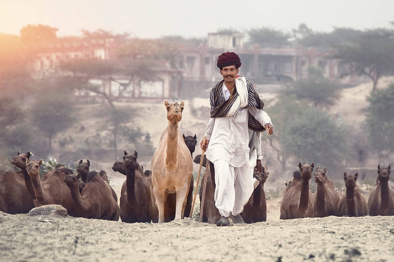 Privater Tagesausflug nach Pushkar von JaipurPrivater Tagesausflug nach Pushkar von Jaipur aus