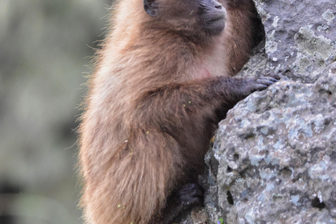 Addis Ababa: Debre Libanos Wildlife Tour