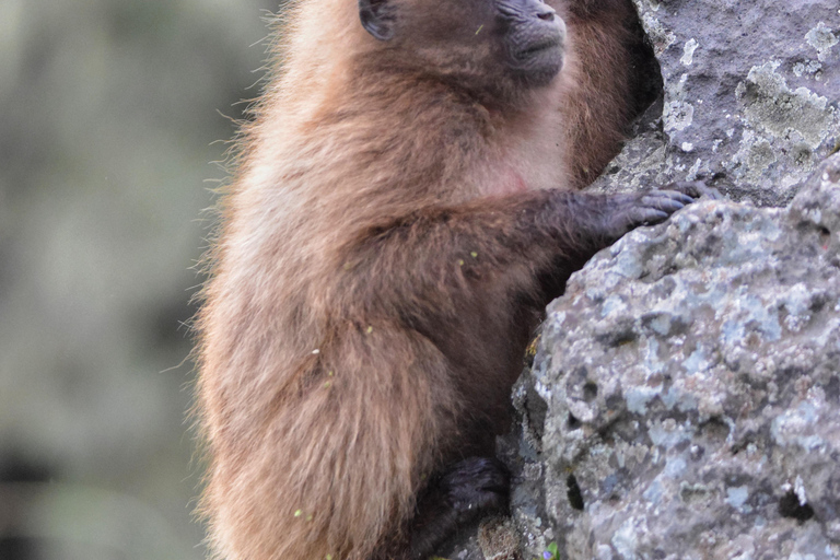 Addis Ababa: Debre Libanos Wildlife Tour