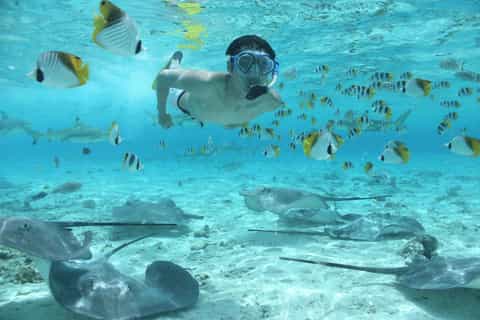 Bora Bora by Land and Sea: 4WD Safari and Snorkel