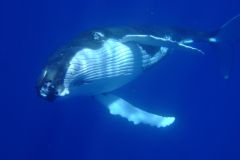 Excursão privada para observação de baleias e natação em Bora Bora