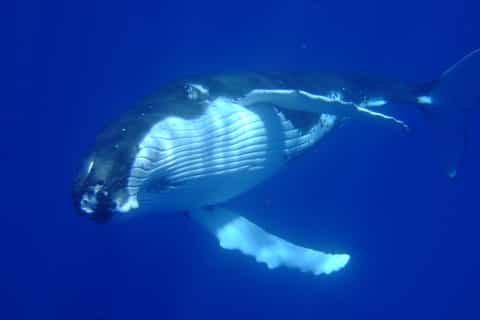 Private Whale-Watching and Swimming Tour in Bora Bora