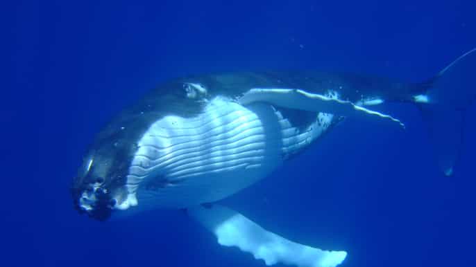 private whalewatching and swimming tour in bora bora