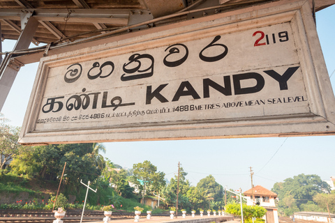 Negombo to Kandy: Pinnawala/ Tea Factory (private Tour)