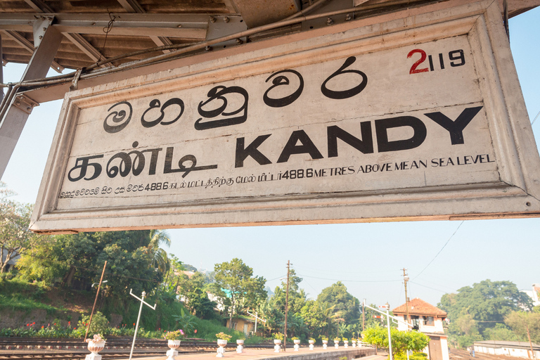 Negombo to Kandy: Pinnawala/ Tea Factory (private Tour)