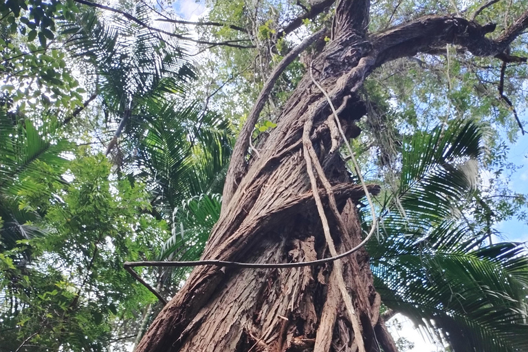 4x4 Tijuca National park - Rio de Janeiro