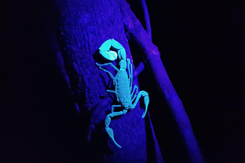 Puerto Viejo: Tour nocturno por la selva salvaje