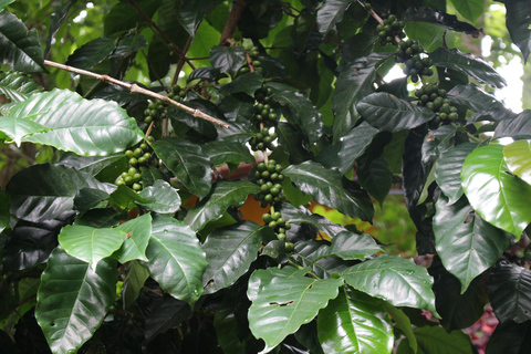 Chiang Mai: Doi Suthep Temple & Hmong Village Tour Tour with Meeting point (Mcdonald Nimman)