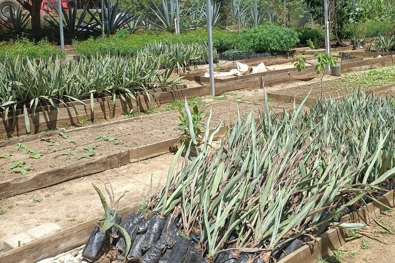 De Oaxaca: Conheça um Maestro Mezcalero