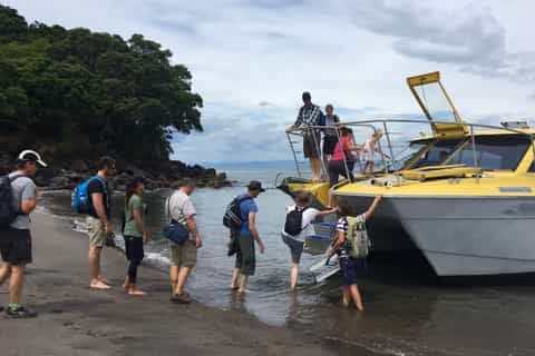 Moutohora (Whale) Island Sanctuary Tour from Whakatane