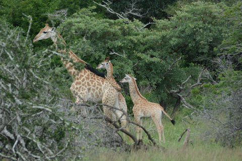 From Maputo: 2-Day Safari & Ocean Hideaway at Maputo Reserve