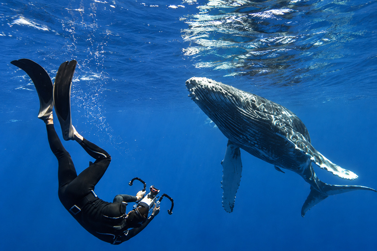 Mirissa: Dolphin Swim Blue Whale Snorkelling | All-Inclusive Mirissa: Scuba Diving & Turtle Snorkelling Experience
