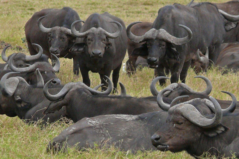 Amboseli National Park: Ganztagestour von Nairobi aus