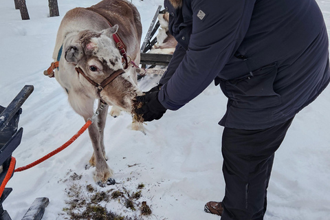 Saariselkä : Reindeer Sleigh Ride with Snacks & Hot Drink