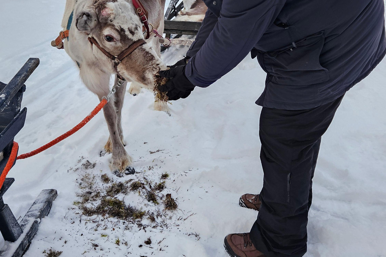 Saariselkä : Reindeer Sleigh Ride with Snacks & Hot Drink