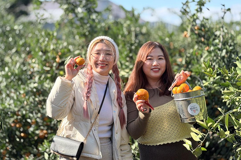Jeju: Udo Island, Seongsan & Tangerine Picking Tour