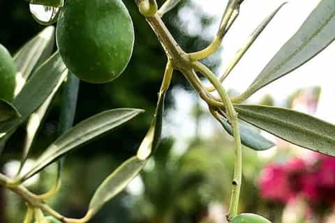 Olive Oil of Andalucia and Carmona: From Seville