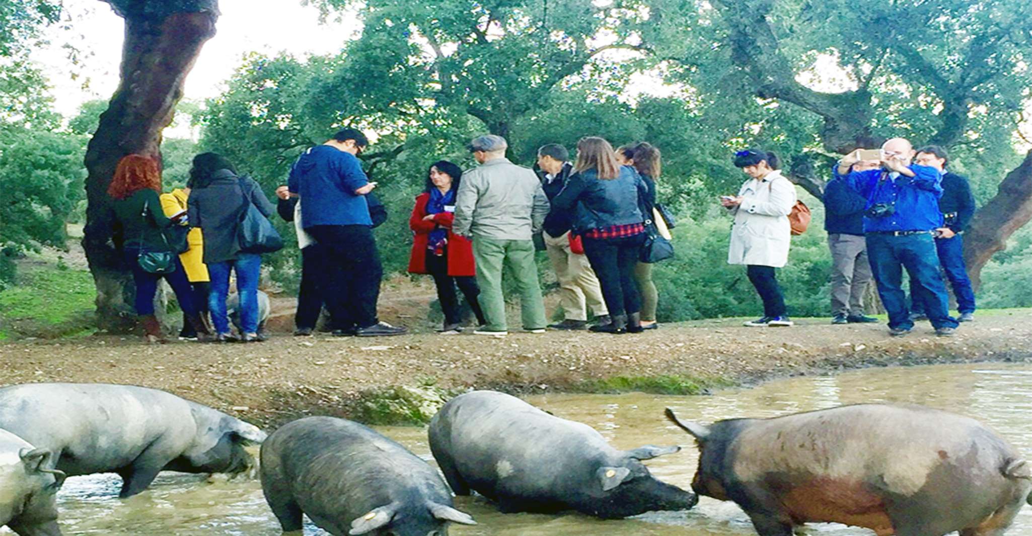 Excursión de un día a Aracena desde Sevilla, Jamón Ibérico - Hizvo