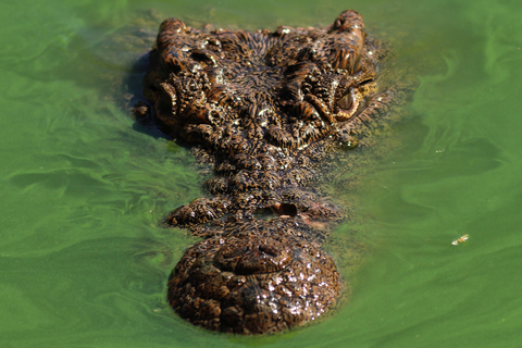 Billet d&#039;entrée pour le Crocoparc d&#039;Agadir avec transport, guide et billet.