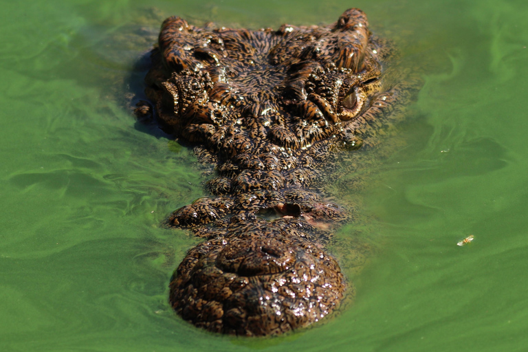 Billet d&#039;entrée pour le Crocoparc d&#039;Agadir avec transport, guide et billet.