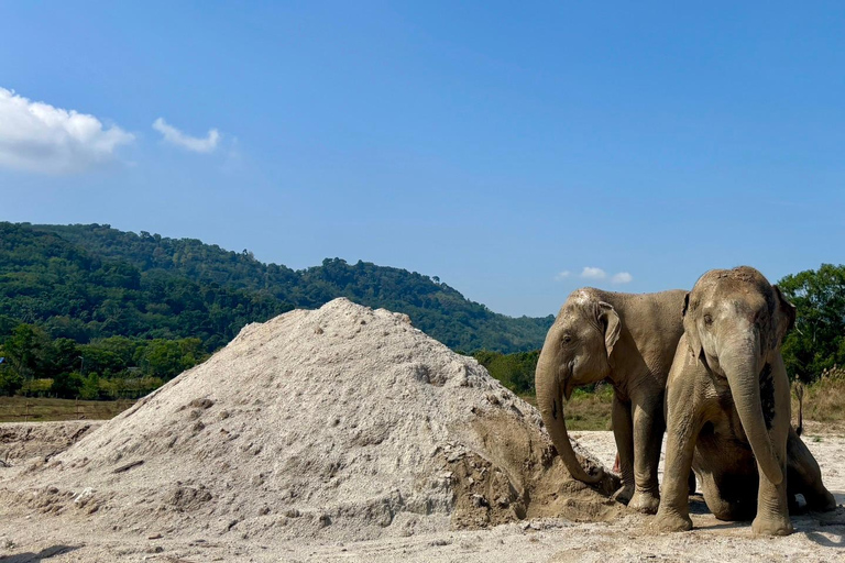 Phuket: Reserva de elefantes Freedom - Paseo por la naturaleza etéreaPhuket: Tour por la reserva natural Freedom Elephant Reserve con paseo y alimentación de elefantes