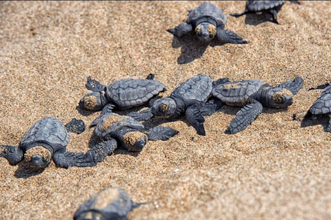 Safari privé en jeep incluant la baie des tortues et les chutes d&#039;eau d&#039;Adonis