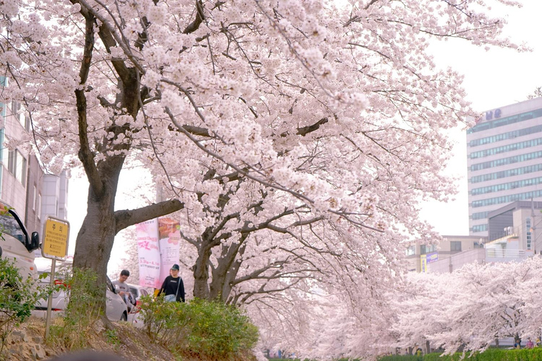 Kirschblüten-Tour am Strand von Busan