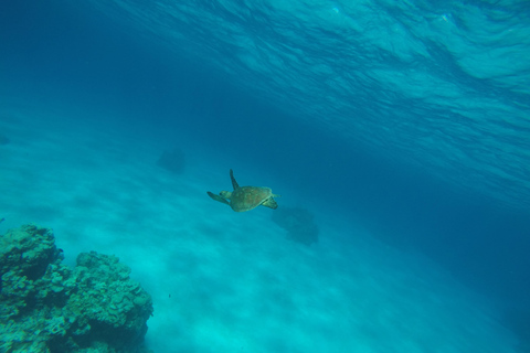 From Cancún: Isla Mujeres Snorkel & Spearfishing Escape