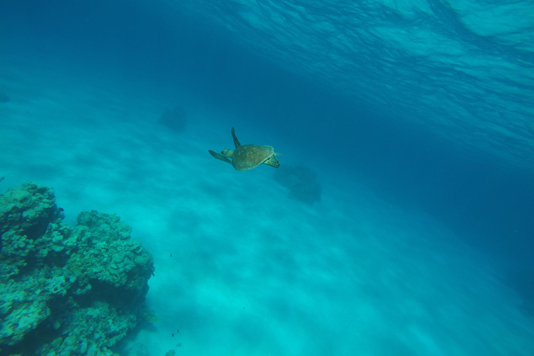 From Cancún: Isla Mujeres Snorkel & Spearfishing Escape