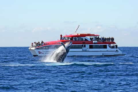 sydney crociera con avvistamento balene di 25 ore