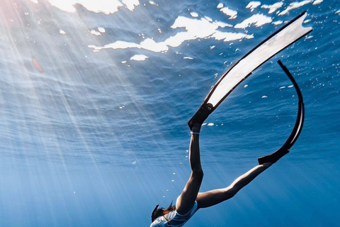 Oahu: Cage-Free Shark Diving Adventure Oahu: Cage-Free Shark Diving Adventure with Photos