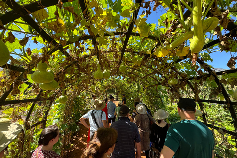 Cape Town: Cape Winelands and Vineyard Tour with Guide