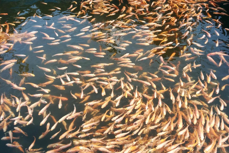 Enjoy a relaxing boat ride in Madu River