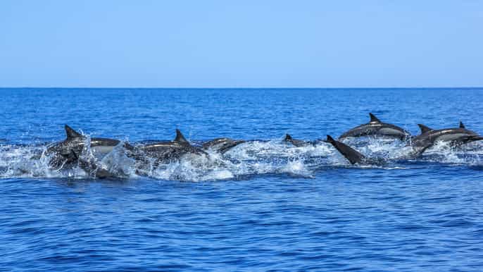 puerto de mogán market tour and 4.5hour dolphin watching
