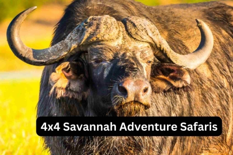 Victoriafälle: 4x4 Savannah Adventures SafarisPrivate Tour