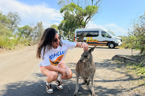 Sydney: Jervis Bay & South Coast Small Group Sydney: Jervis Bay & South Coast Small Group Wild Kangaroos
