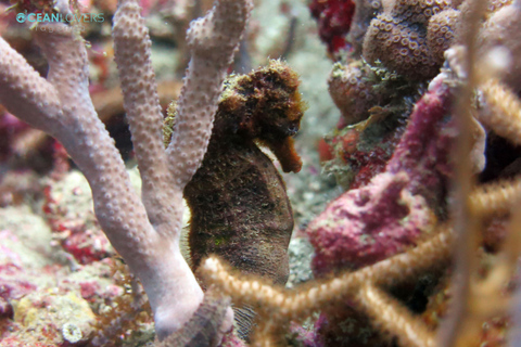 Tayrona National Park: Fun Dives in Caribbean Reefs