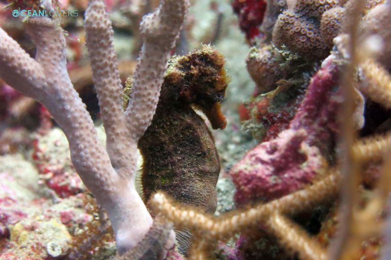 Tayrona National Park: Fun Dives in Caribbean Reefs